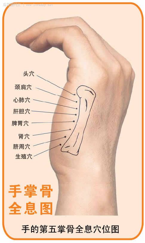 人体部位全息图和反射图