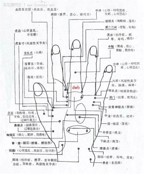 又有十四经的沟通联系,众多经外奇穴的分布,手穴能治疗全身疾病