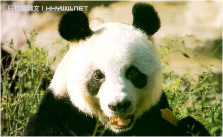 中国珍稀动物大全