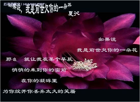如果说,我是前世欠你的一朵花